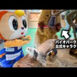 【ヴィヴィくん】バイオパーク公式キャラクターならエサやり対決でも圧勝できるよね？？【V・ファーレン長崎】(YouTube)