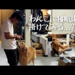 わんこに催眠術を掛けてみる(YouTube)