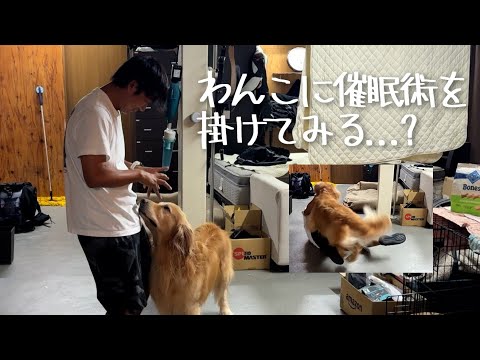 わんこに催眠術を掛けてみる(YouTube)
