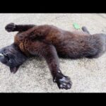 「気安く触るんじゃねぇ！」と怒ってくる黒猫ちゃん(YouTube)