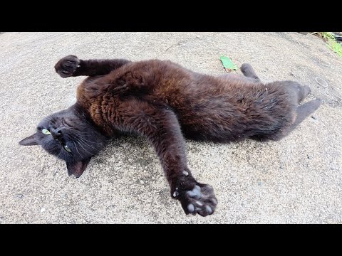 「気安く触るんじゃねぇ！」と怒ってくる黒猫ちゃん(YouTube)