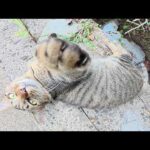 凶暴なキジトラ猫に可愛い声で路地裏に呼び出された(YouTube)