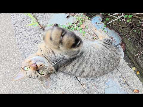 凶暴なキジトラ猫に可愛い声で路地裏に呼び出された(YouTube)