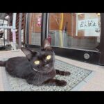 「ねこさん立入禁止」を遵守する黒猫ちゃん(YouTube)