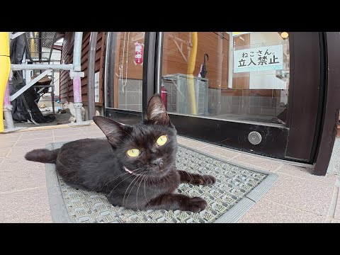 「ねこさん立入禁止」を遵守する黒猫ちゃん(YouTube)