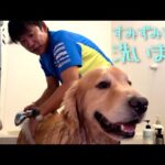 まったく参考にならない犬の洗い方2025(YouTube)