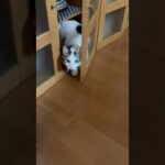 いや、ちゃうねん、開いてたからドアが(YouTube)