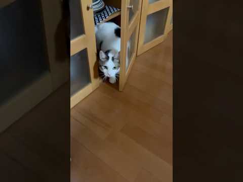 いや、ちゃうねん、開いてたからドアが(YouTube)