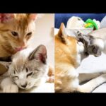 ボロボロの状態で保護された子猫が5歳の誕生日を迎えました！(YouTube)