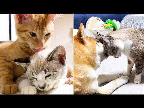 ボロボロの状態で保護された子猫が5歳の誕生日を迎えました！(YouTube)
