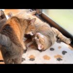 お姉ちゃん猫と同じことをしたくて鳴いたりおねだりしちゃう末っ子猫(YouTube)