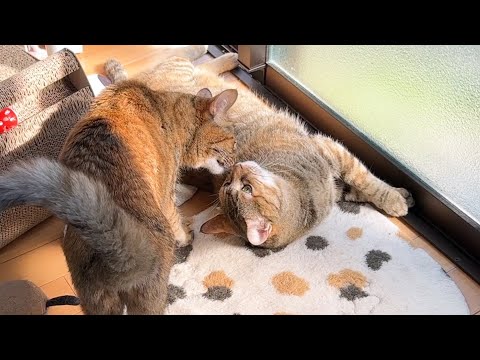 お姉ちゃん猫と同じことをしたくて鳴いたりおねだりしちゃう末っ子猫(YouTube)