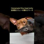 閲覧注意⚠️エミューのジャーキーを見たピットブルの反応(YouTube)