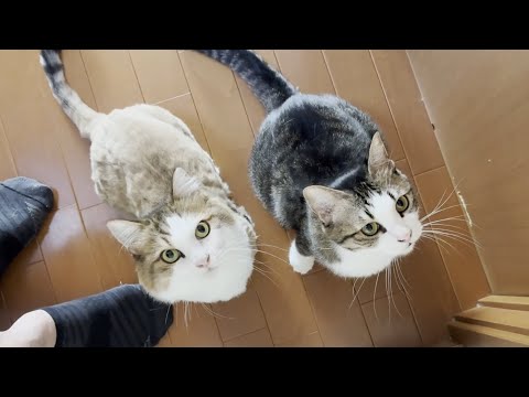 朝からお父さんを幸せな気持ちにしてあげる猫(YouTube)