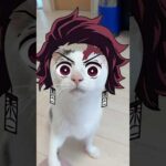 炭治郎エフェクトが似合いすぎるチロさん #shorts(YouTube)
