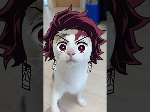 炭治郎エフェクトが似合いすぎるチロさん #shorts(YouTube)
