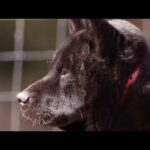 【肥満細胞腫】甲斐犬　瑞稀その後の様子(YouTube)