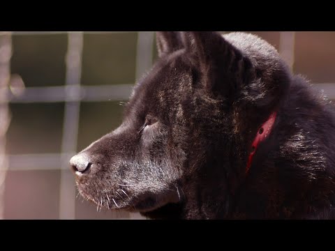 【肥満細胞腫】甲斐犬　瑞稀その後の様子(YouTube)