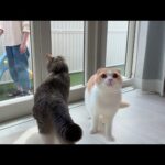 見知らぬ猫が自分の庭でお散歩してるのを目撃した猫たちがこうなっちゃいました…(YouTube)