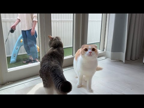 見知らぬ猫が自分の庭でお散歩してるのを目撃した猫たちがこうなっちゃいました…(YouTube)