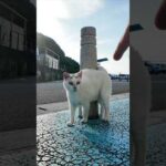 おでこに「λ」マークの猫にちゅーるあげたら可愛すぎた！(YouTube)