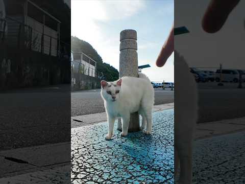 おでこに「λ」マークの猫にちゅーるあげたら可愛すぎた！(YouTube)