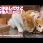 似てるけど赤の他ヌコなのにゃ  泥の中からレスキューされたモグとはぐれ保護ユウ   2025 08 15 2(YouTube)
