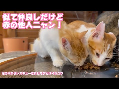 似てるけど赤の他ヌコなのにゃ  泥の中からレスキューされたモグとはぐれ保護ユウ   2025 08 15 2(YouTube)