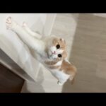 夜中に猫が必死で何か訴えてくるのでついて行ったら保護した新入り猫が部屋の中でこうなってました…(YouTube)