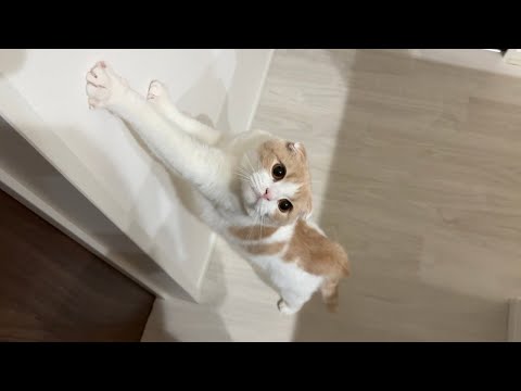 夜中に猫が必死で何か訴えてくるのでついて行ったら保護した新入り猫が部屋の中でこうなってました…(YouTube)