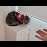 やっと心を開いてくれた保護猫を病院に連れて行ったら人間不信になってこうなっちゃいました…(YouTube)