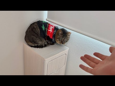 やっと心を開いてくれた保護猫を病院に連れて行ったら人間不信になってこうなっちゃいました…(YouTube)