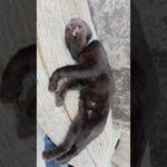 口を開けて爆睡する黒猫ちゃん #猫 #cat #ねこ(YouTube)