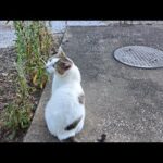 感動猫動画 のライブ配信(YouTube)