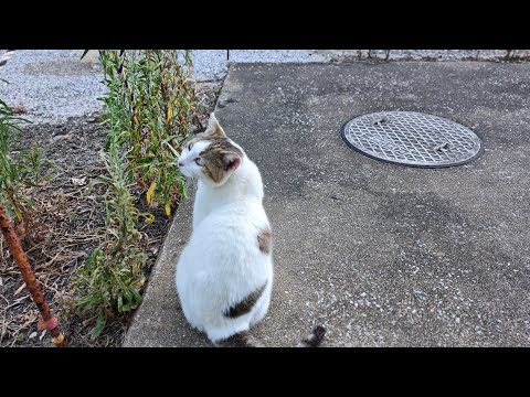 感動猫動画 のライブ配信(YouTube)