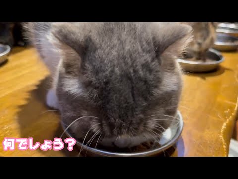 最近存在感がない？なんでしょう？  2025 08 05 1(YouTube)