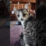 【猫ホテル】ルンバに起こされる子猫(YouTube)