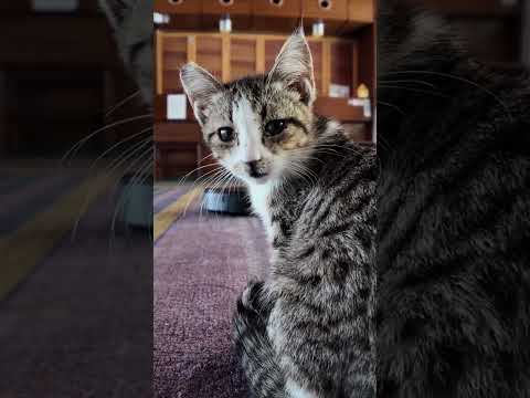 【猫ホテル】ルンバに起こされる子猫(YouTube)