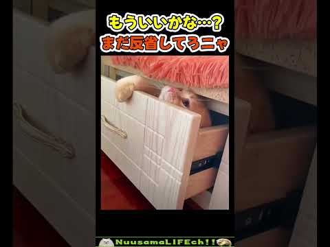 大人しくそこで反省するニャ【ネコ】(YouTube)
