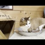 ひのきへのストーカー行為でお母さんに「キモい」と言われる猫のぬいぐるみ(YouTube)
