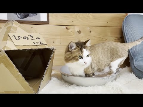 ひのきへのストーカー行為でお母さんに「キモい」と言われる猫のぬいぐるみ(YouTube)