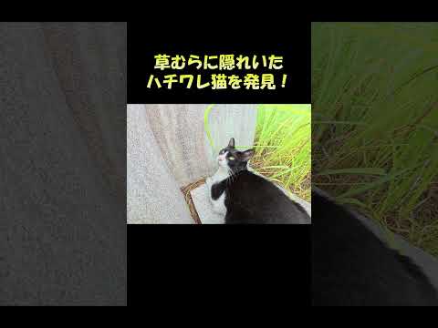 草むらに隠れていたハチワレ猫を発見！ #猫 #ねこ #cat(YouTube)