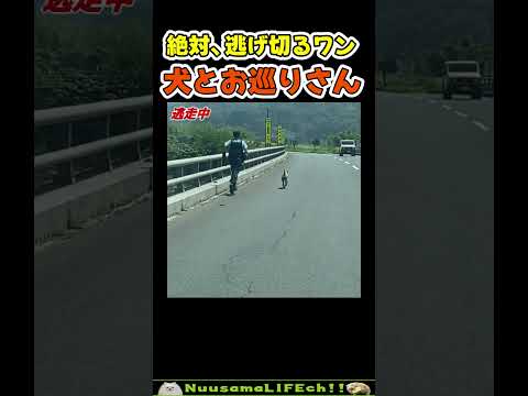 お巡りさん大変すぎw【犬】 #犬 #dog(YouTube)