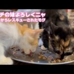 アタチの妹ニャン  よろしくニャ   泥の中からレスキューされたモグと奥武島で棄てられたララ   2025 08 18 2(YouTube)