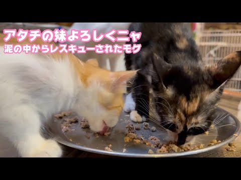 アタチの妹ニャン  よろしくニャ   泥の中からレスキューされたモグと奥武島で棄てられたララ   2025 08 18 2(YouTube)