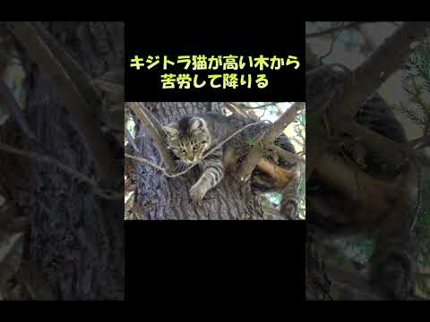 キジトラ猫が高い木から苦労して降りる #猫 #ねこ #cat(YouTube)