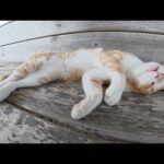 裏返しになってスヤスヤと眠る猫ちゃんが可愛すぎる(YouTube)