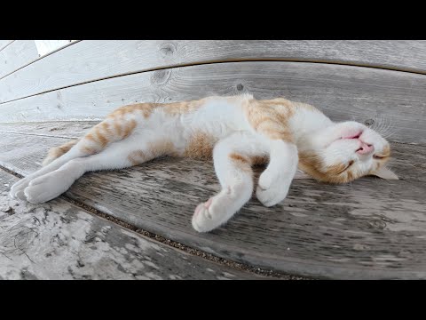裏返しになってスヤスヤと眠る猫ちゃんが可愛すぎる(YouTube)