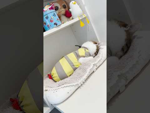 ごめん寝グリグリコレクション #cats(YouTube)