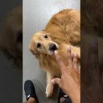 アムロに催眠術をかけます(YouTube)